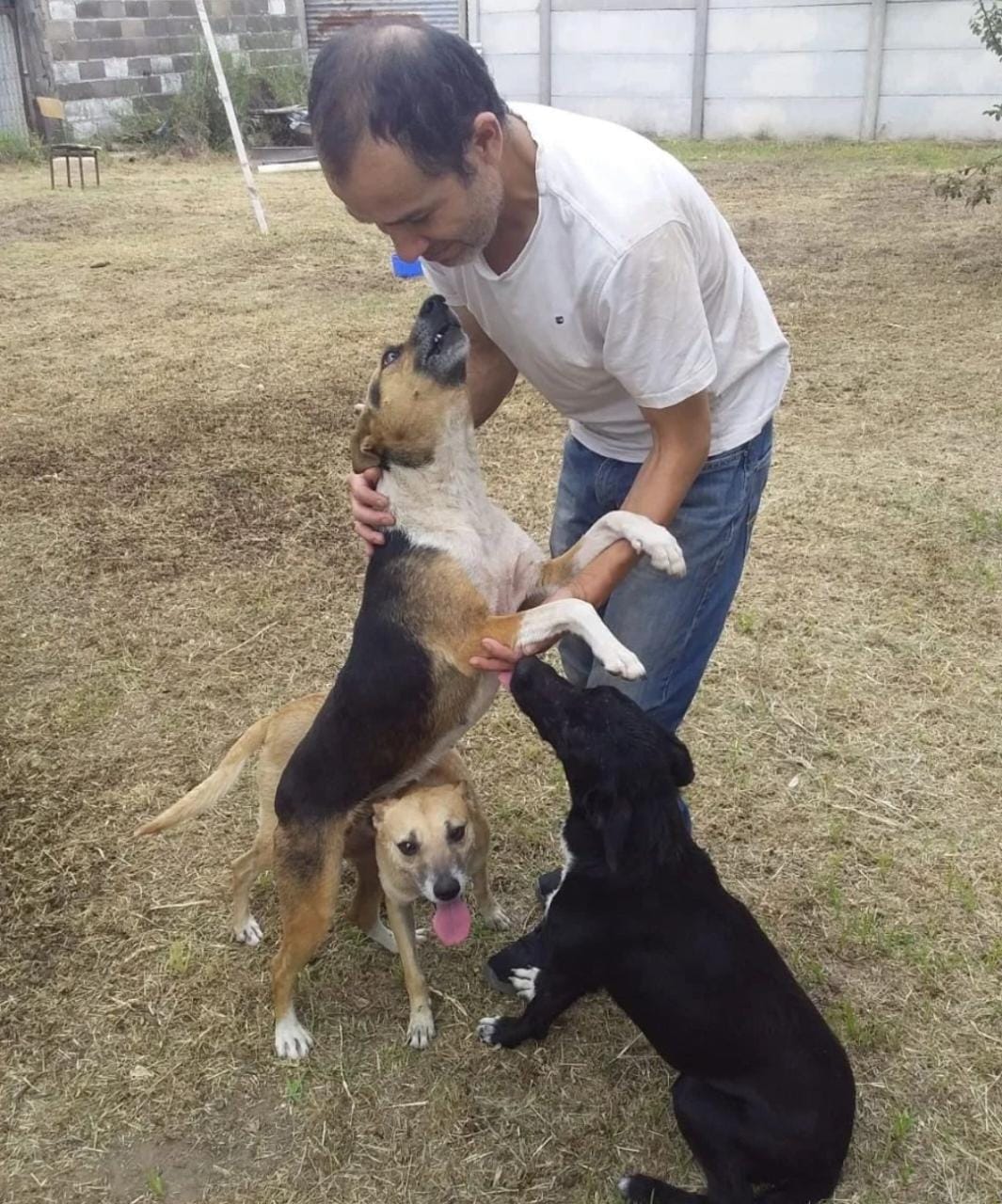 Una cadena solidaria recuperó a las mascotas de una familia y logró un reencuentro interprovincial